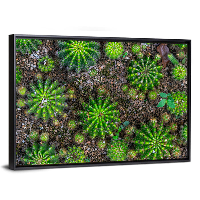 Top-down Cactus Garden Wall Art as a framed canvas