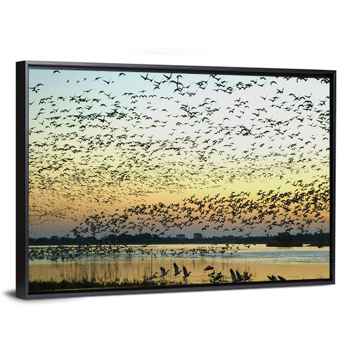 Snow Geese Over River Wall Art as a framed canvas