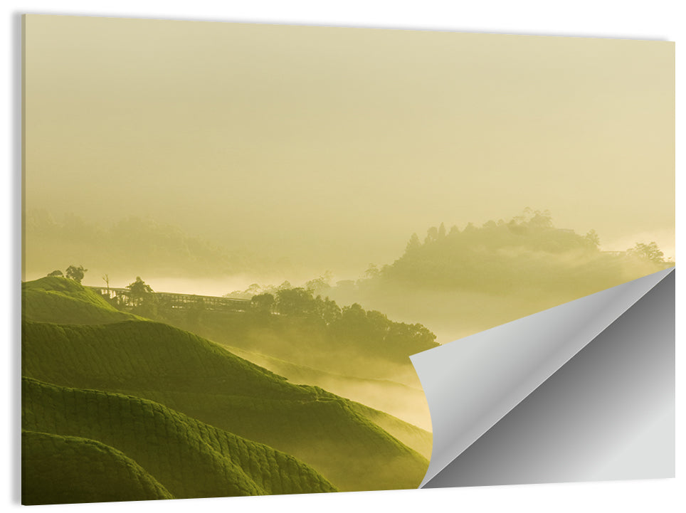 Tea Plantation Morning Mist Wall Art