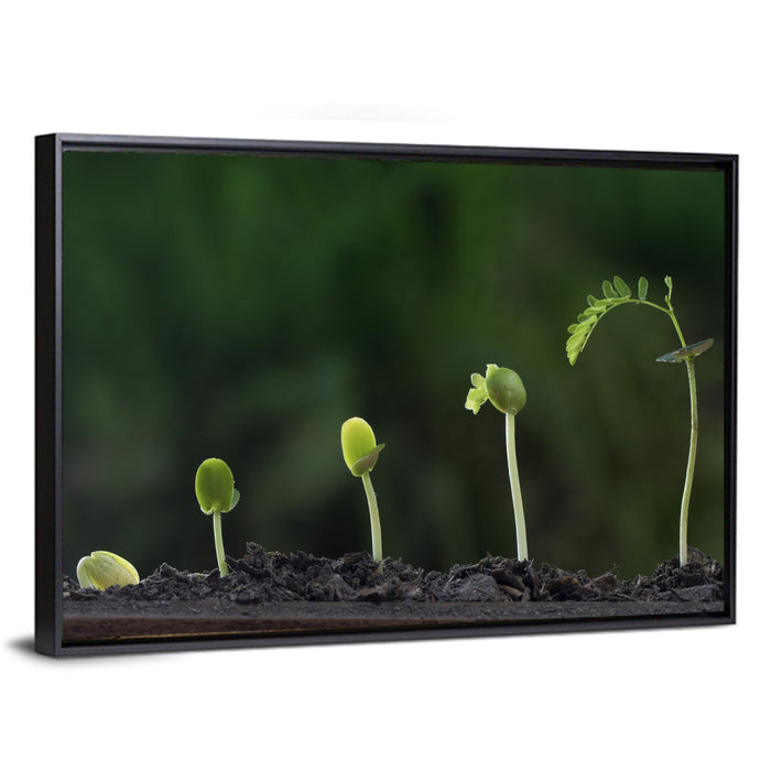 Five-stage Plant Growth Wall Art as a framed canvas