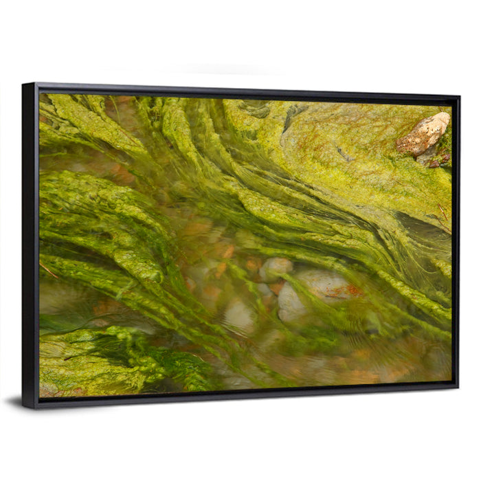 Macro Algae Stream Wall Art as a framed canvas