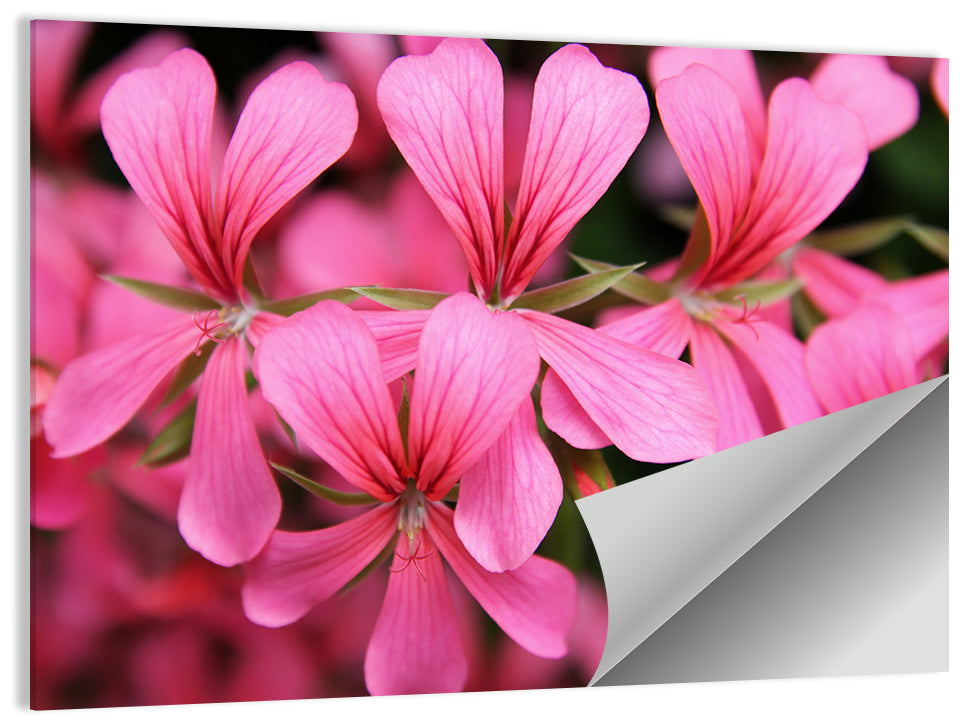 Pink Geranium Close Up Wall Art