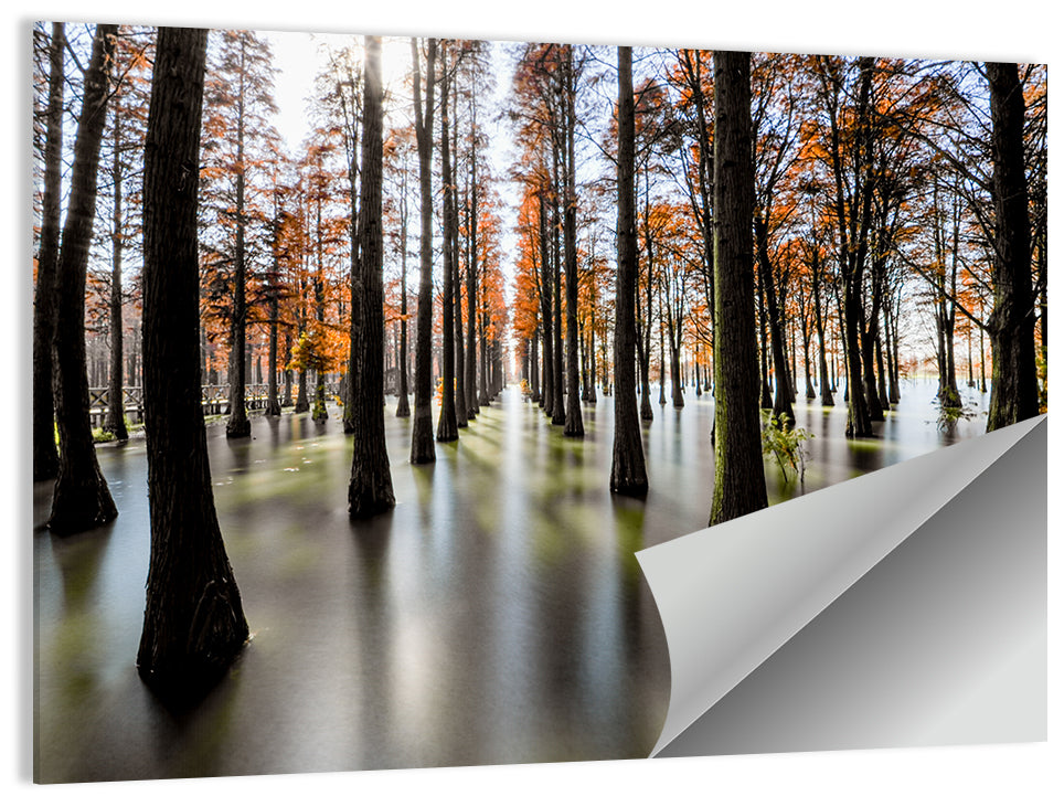 Autumn Flooded Cypress Forest Wall Art