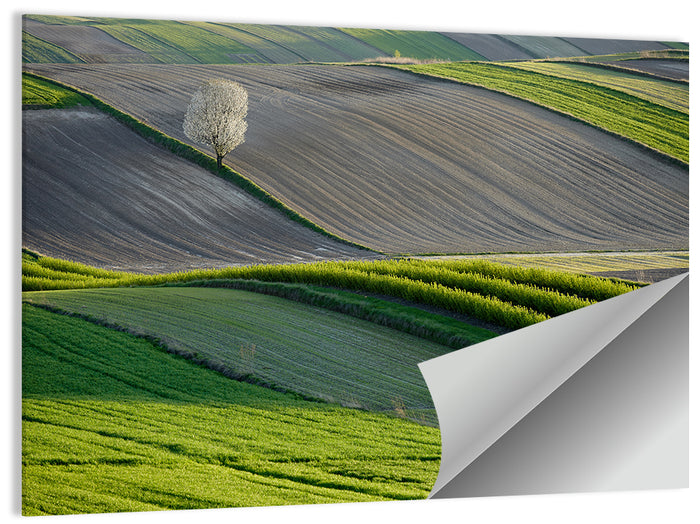 Springtime Polish Fields Wall Art as a poster print