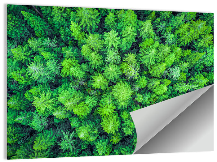 Whakarewarewa Forest Canopy Wall Art as a poster print