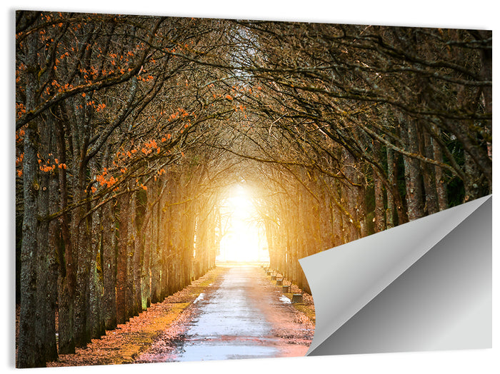 Autumn Oak Tunnel Wall Art as a poster print