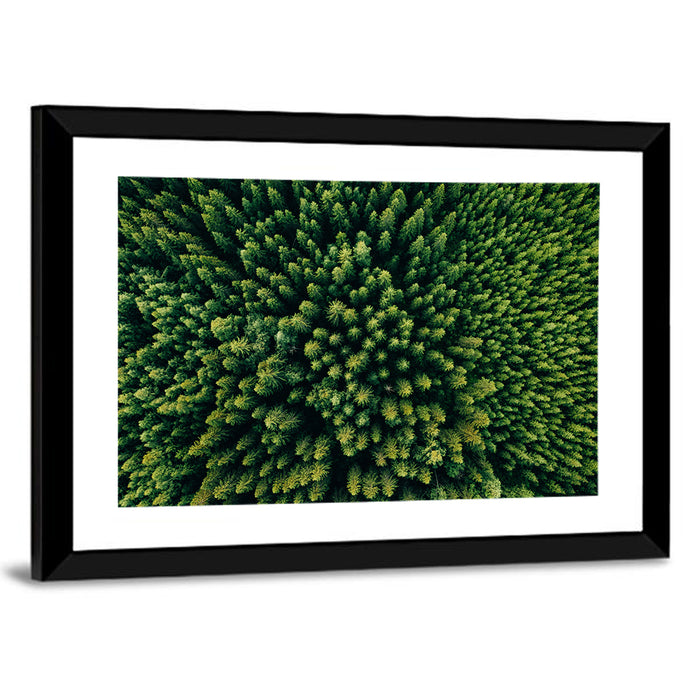 Aerial Conifer Canopy Wall Art as a framed print