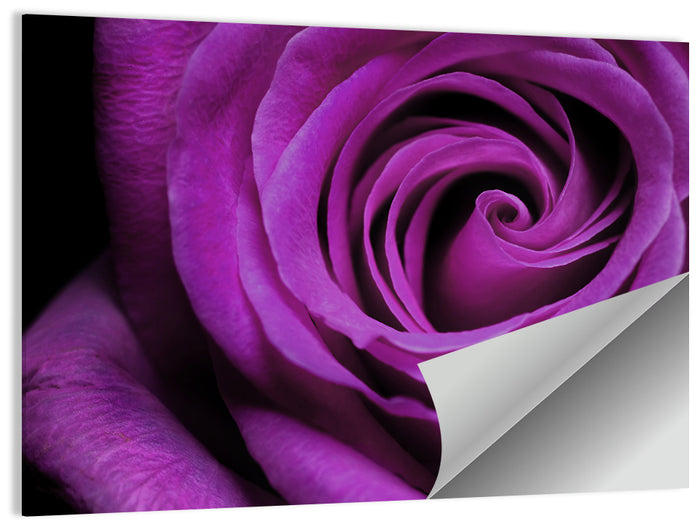 Purple Rose Close-up Wall Art as a poster print