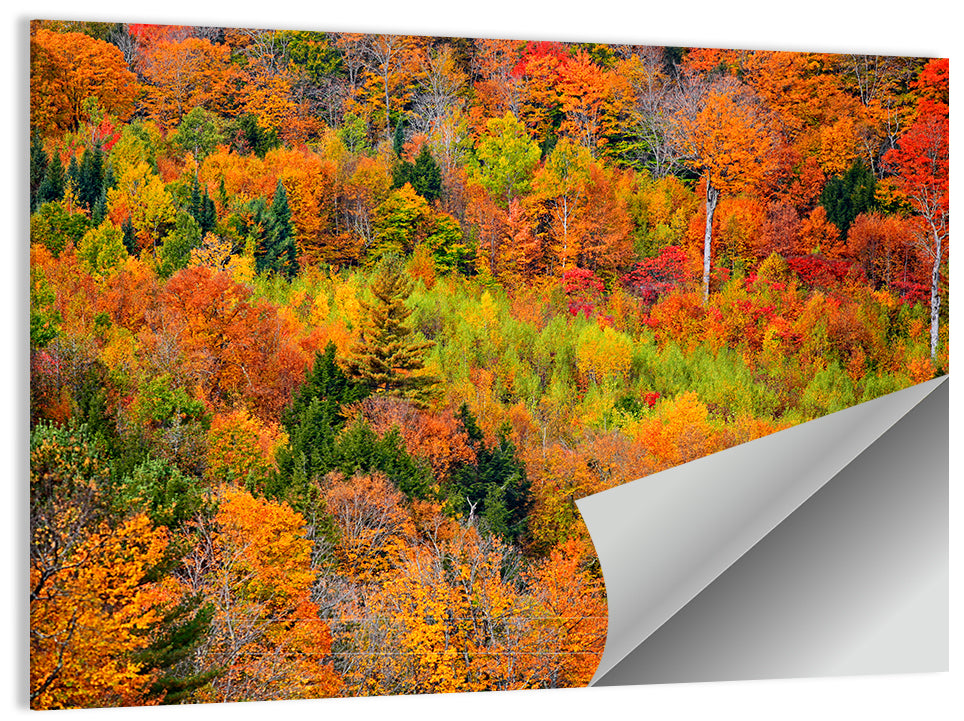 Vermont Autumn Mountain Forest Wall Art