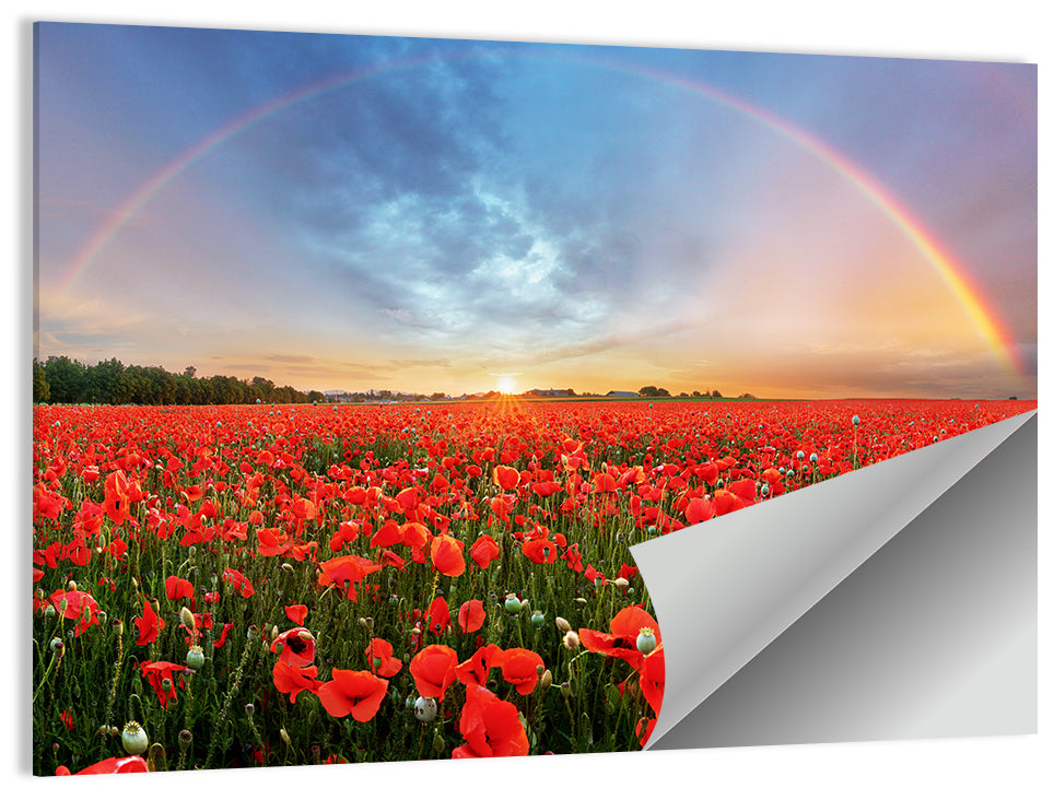 Poppy Field with Double Rainbow Wall Art