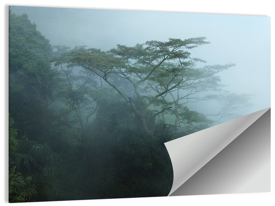 Misty Rainforest Canopy Wall Art
