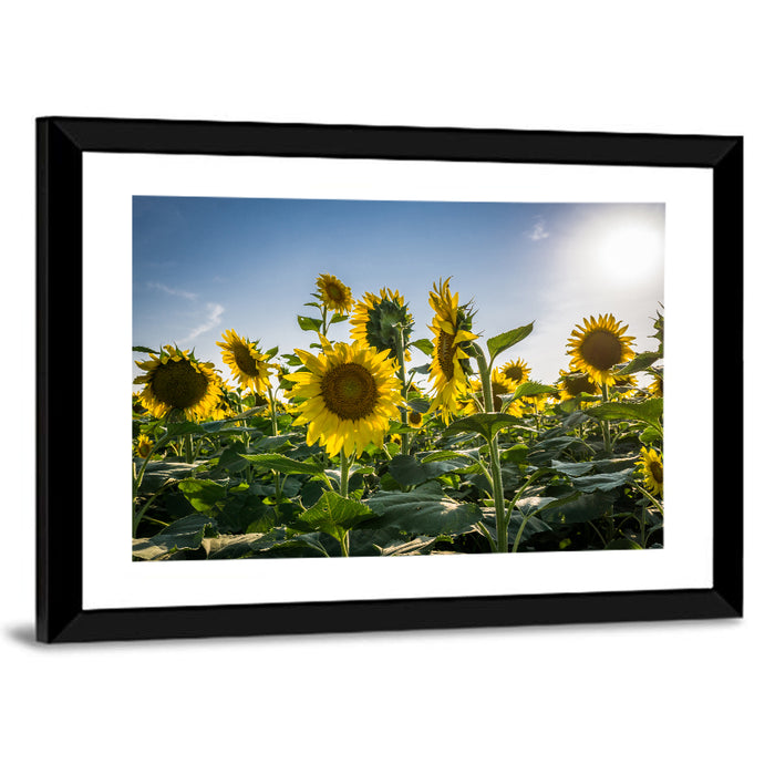Backlit Sunflower Field Wall Art as a framed print