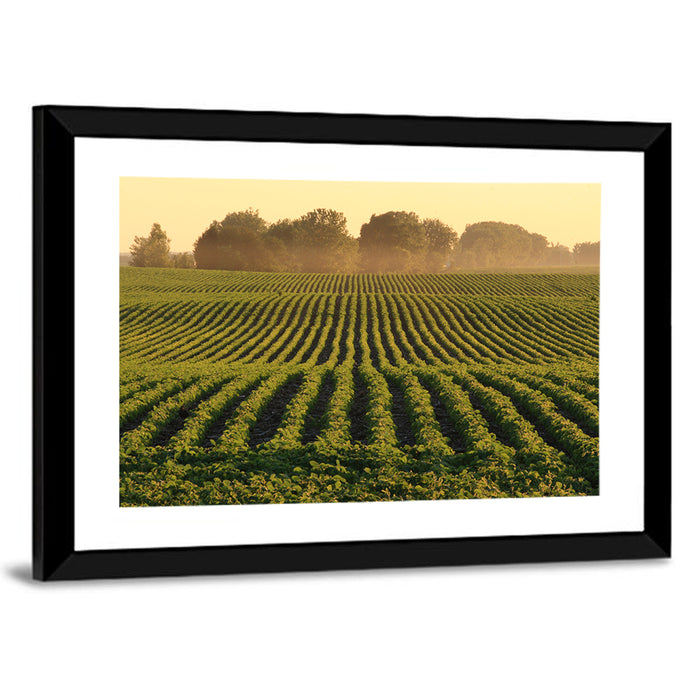 Misty Soybean Field at Dusk Wall Art as a framed print