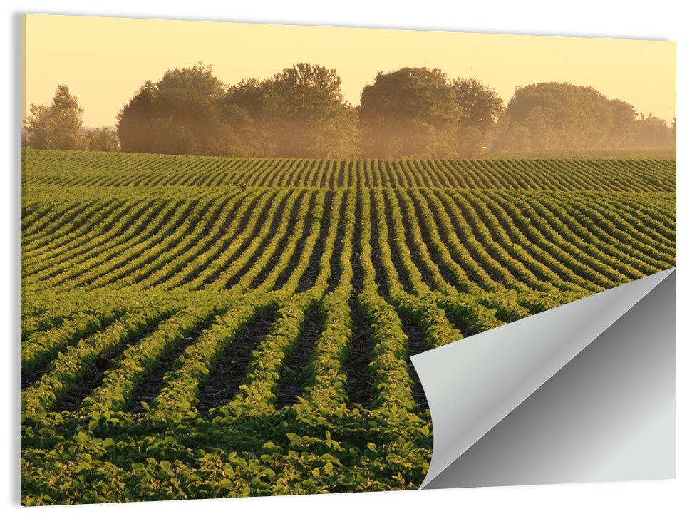 Misty Soybean Field at Dusk Wall Art