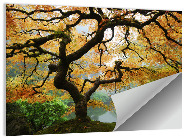 Japanese Autumn Maple Wall Art as a poster print