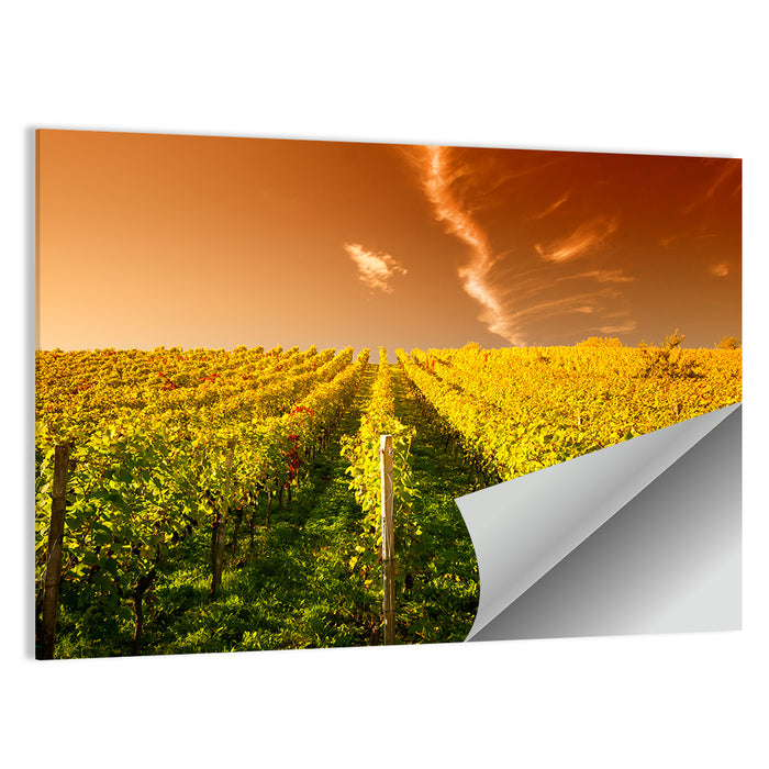 Golden Vineyard Sunset Wall Art as a poster print