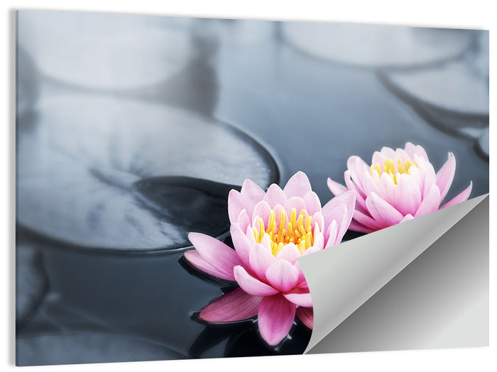 Pink Water Lilies Wall Art as a poster print
