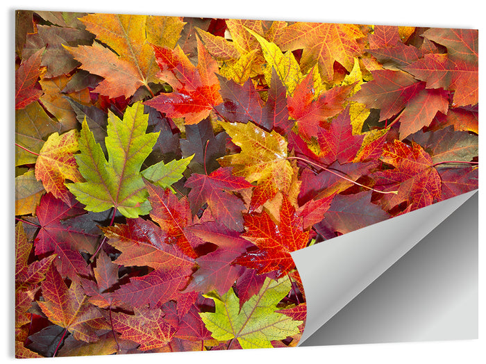 Autumn Maple Leaves Close-up Wall Art as a poster print