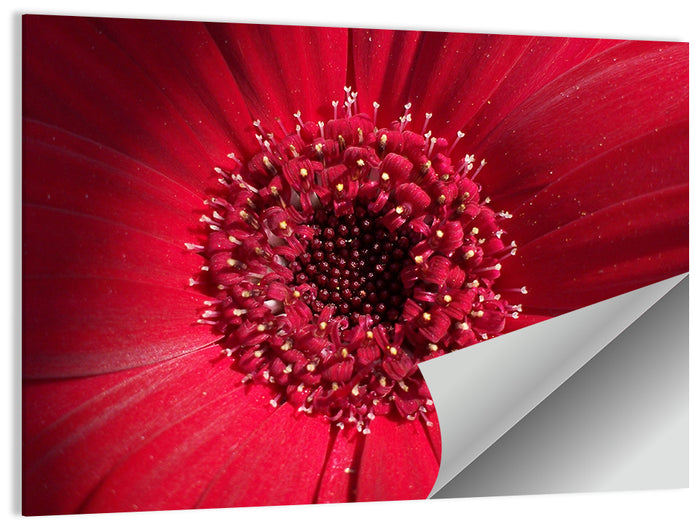 Red Gerbera Daisy Macro Close Up Wall Art as a poster print