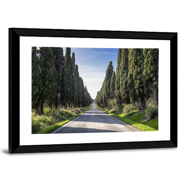 Avenue of Cypress Trees Wall Art as a framed print