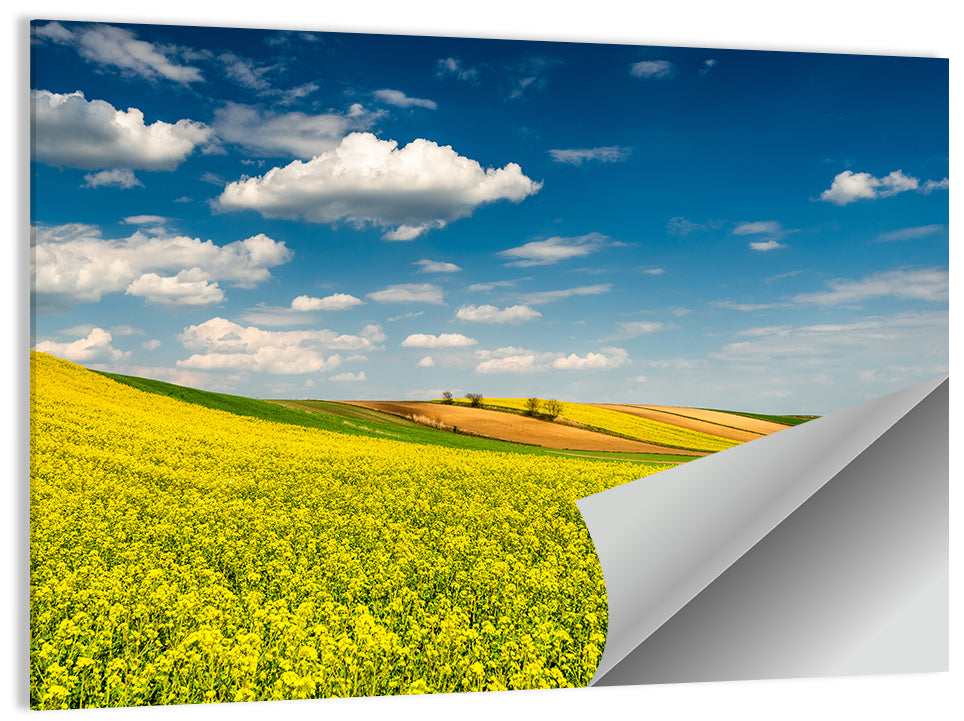 Sunlit Canola Fields Wall Art