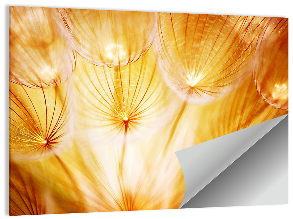 Golden Hour Dandelion Seed Macro Abstract Wall Art