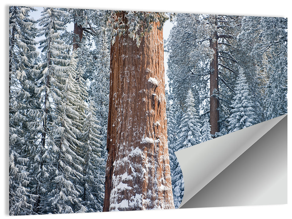 Winter Giant Sequoia in Snowy Forest Wall Art