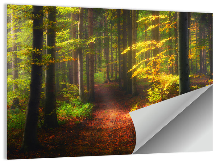 Autumn Forest Pathway Wall Art as a poster print