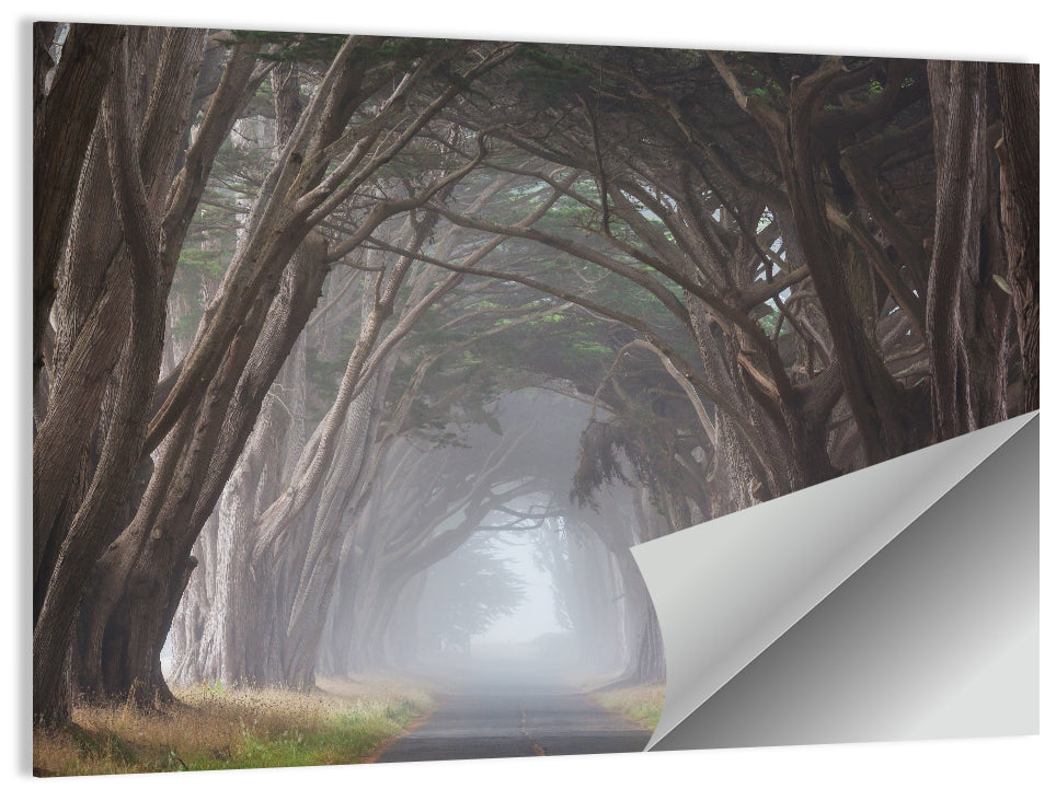 Cypress Tree Tunnel in Fog Wall Art