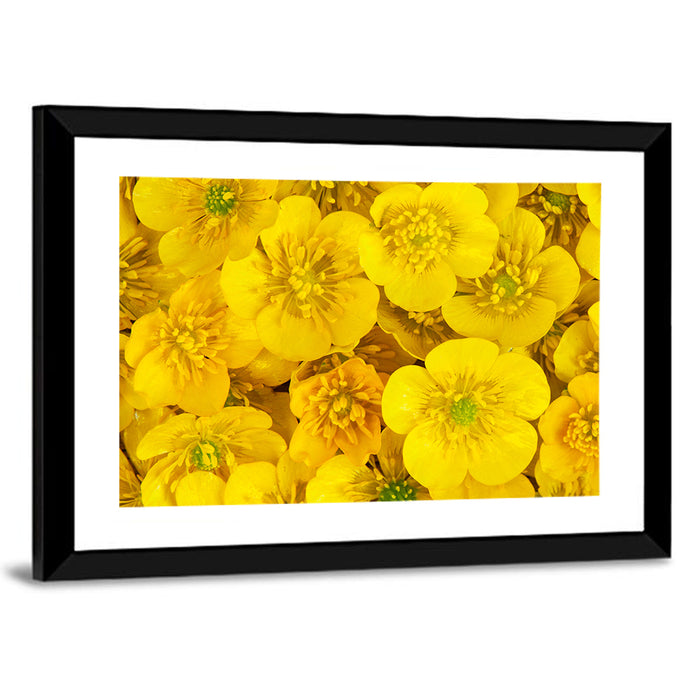 Yellow Buttercup Close-up Wall Art as a framed print