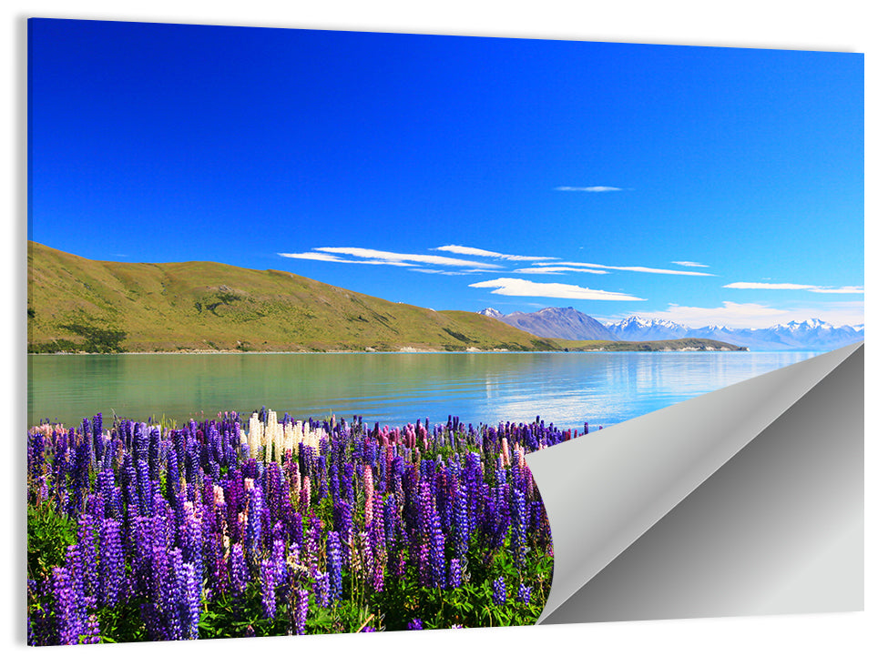 Lake Tekapo Lupine Fields Wall Art