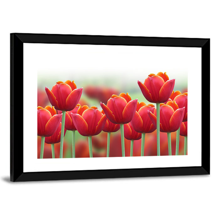 Red Tulips with Yellow Tips Wall Art as a framed print