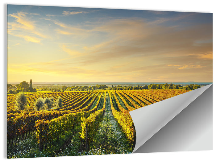 Bolgheri Vineyard Wall Art as a poster print