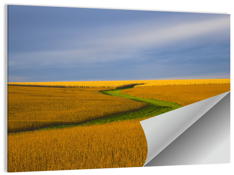 Golden Hour Soybean Field Wall Art