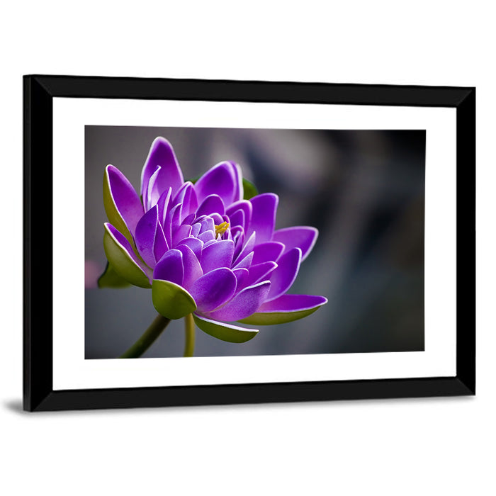Purple Water Lily Close-up Wall Art as a framed print
