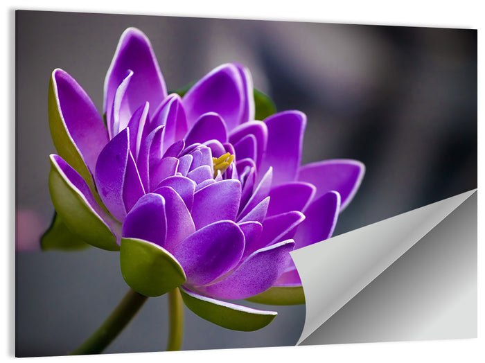 Purple Water Lily Close-up Wall Art as a poster print