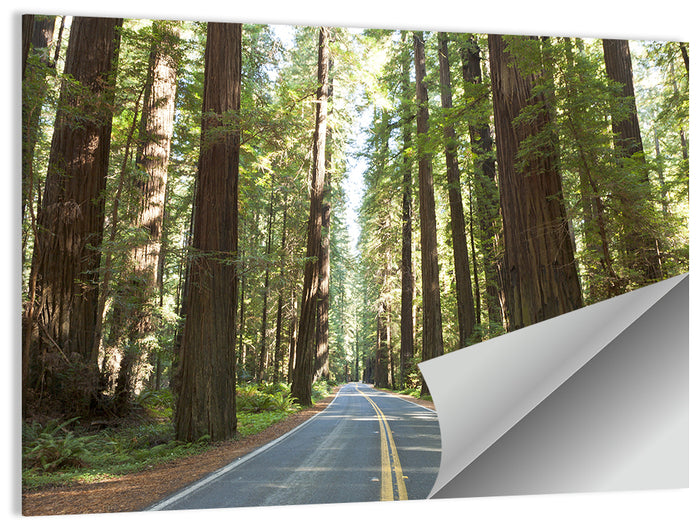 Giants Avenue Redwood Forest Road Wall Art as a poster print