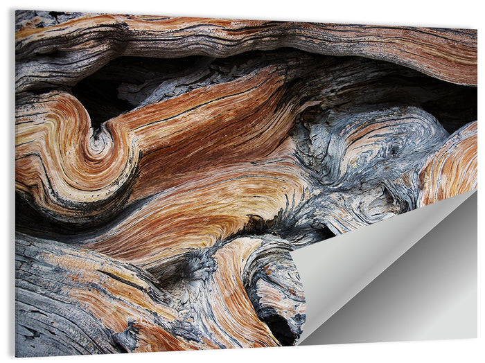 Juniper Wood Texture Wall Art as a poster print