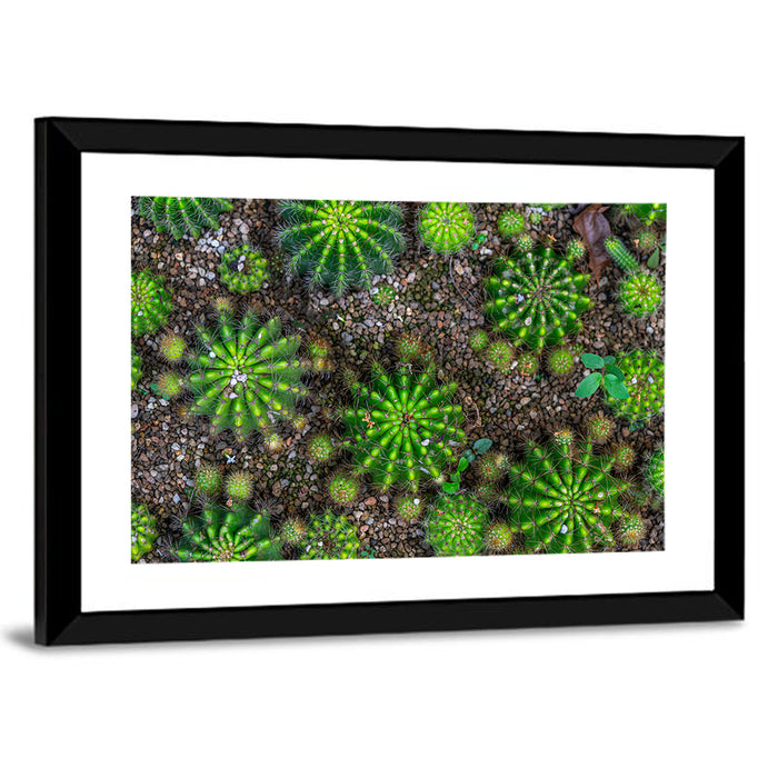 Top-down Cactus Garden Wall Art as a framed print