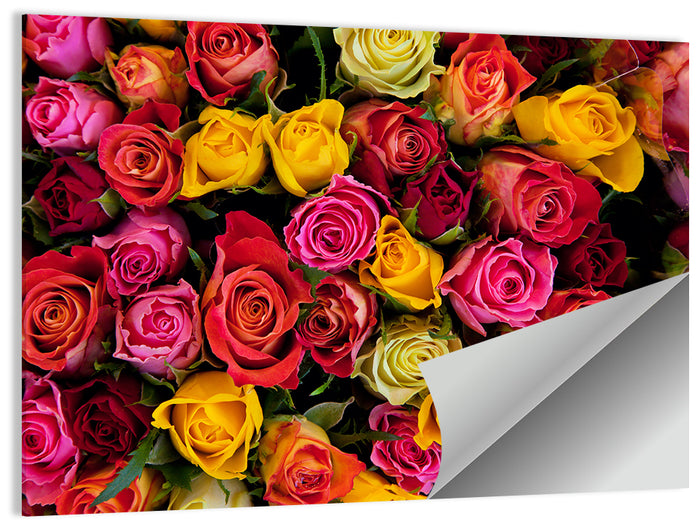 Multicolored Roses Close-up Wall Art as a poster print