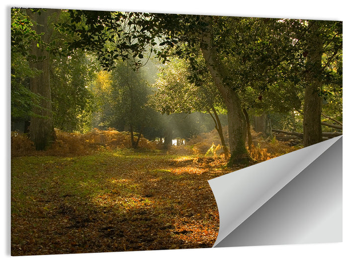 Autumn Forest Path, Hampshire Wall Art as a poster print
