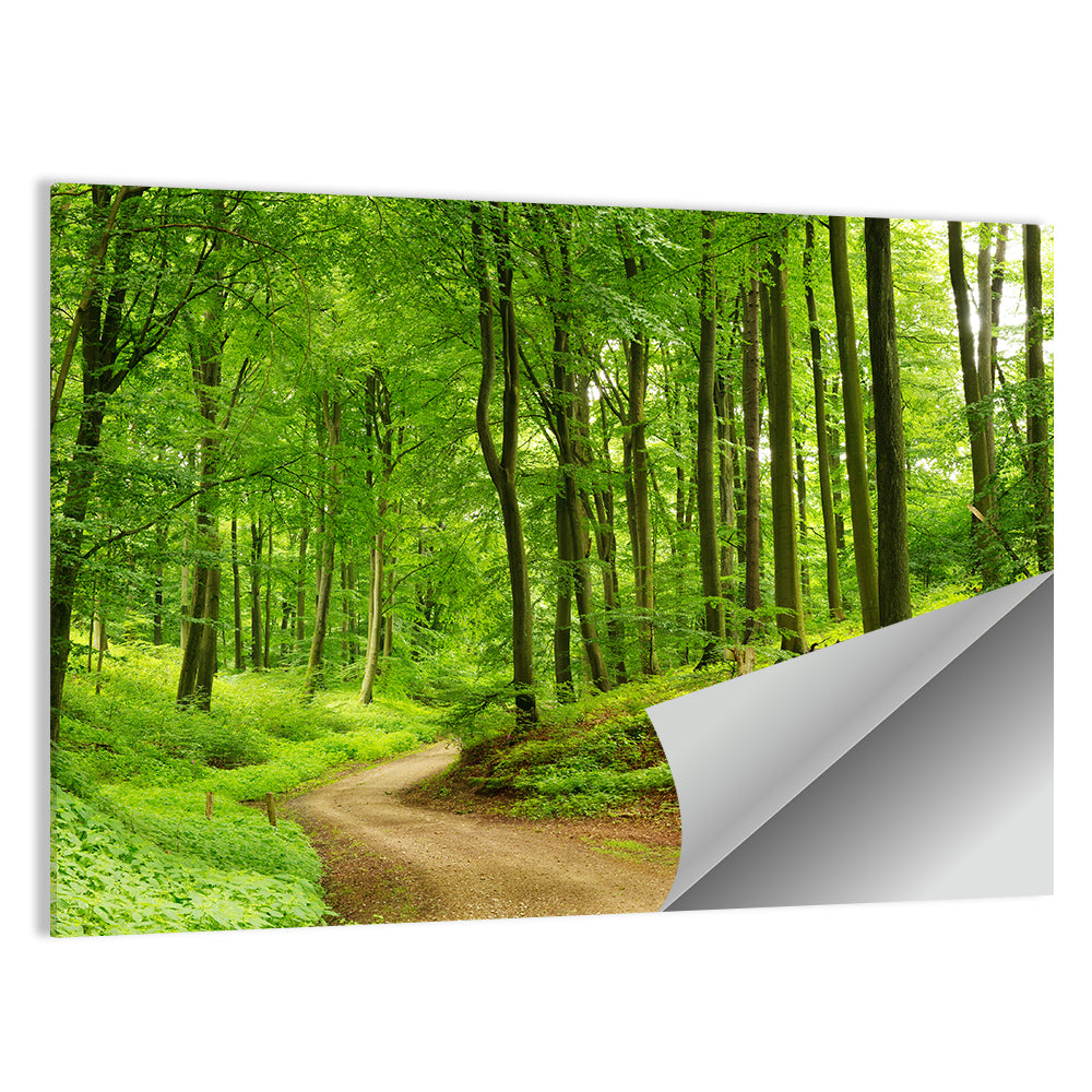 Sunlit Forest Path Wall Art