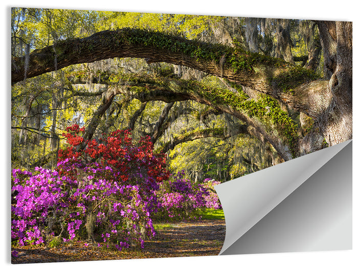 Azalea Garden Path Wall Art as a poster print