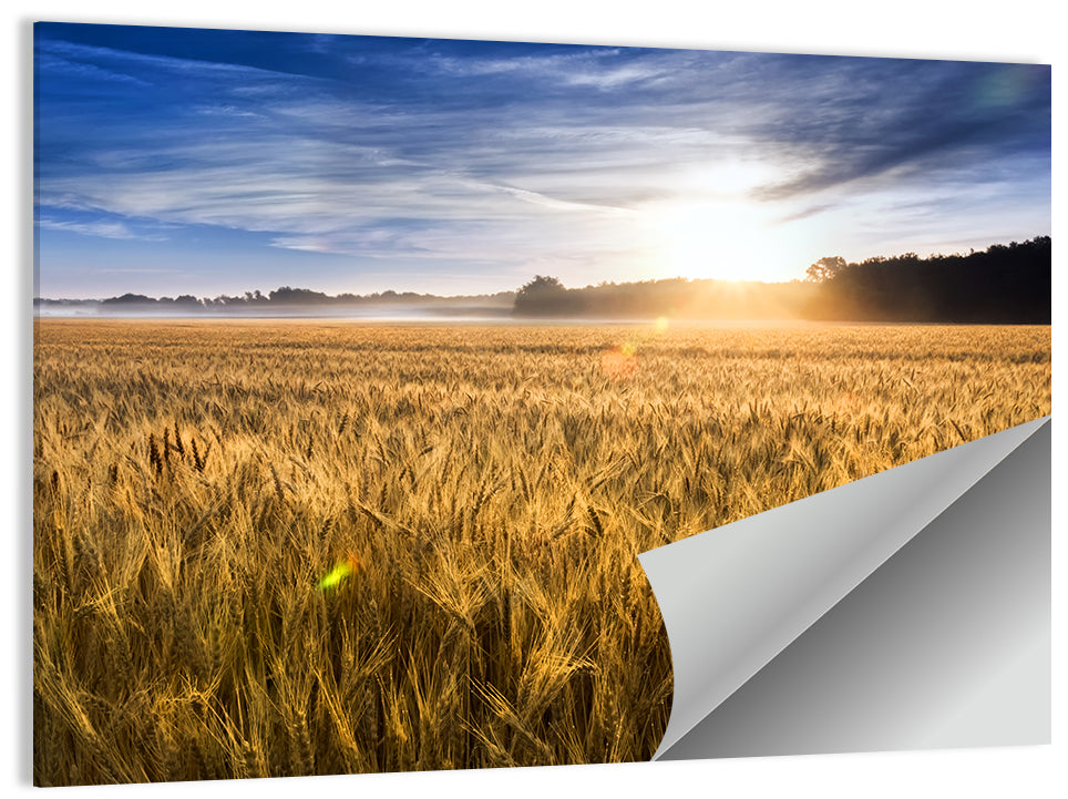Golden Hour Wheat Field Wall Art