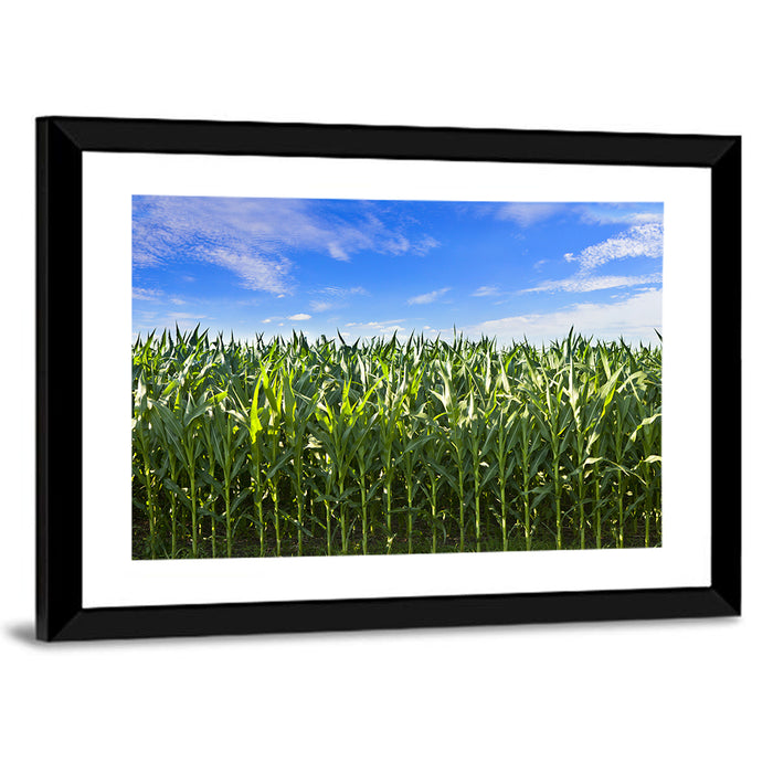 Green Corn Field Wall Art as a framed print