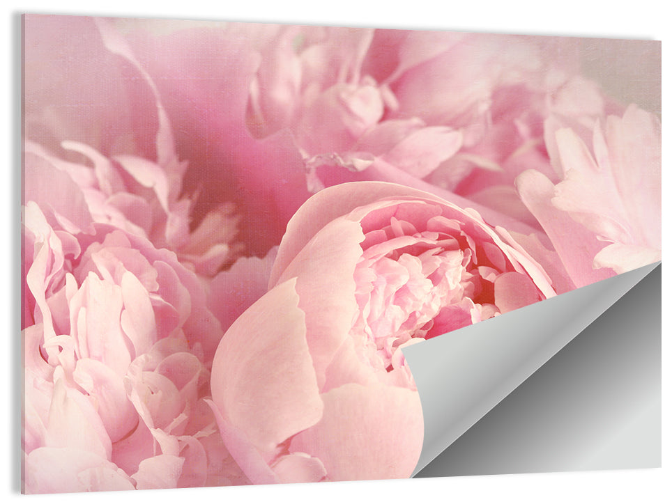 Soft Pink Peony Close Up Wall Art