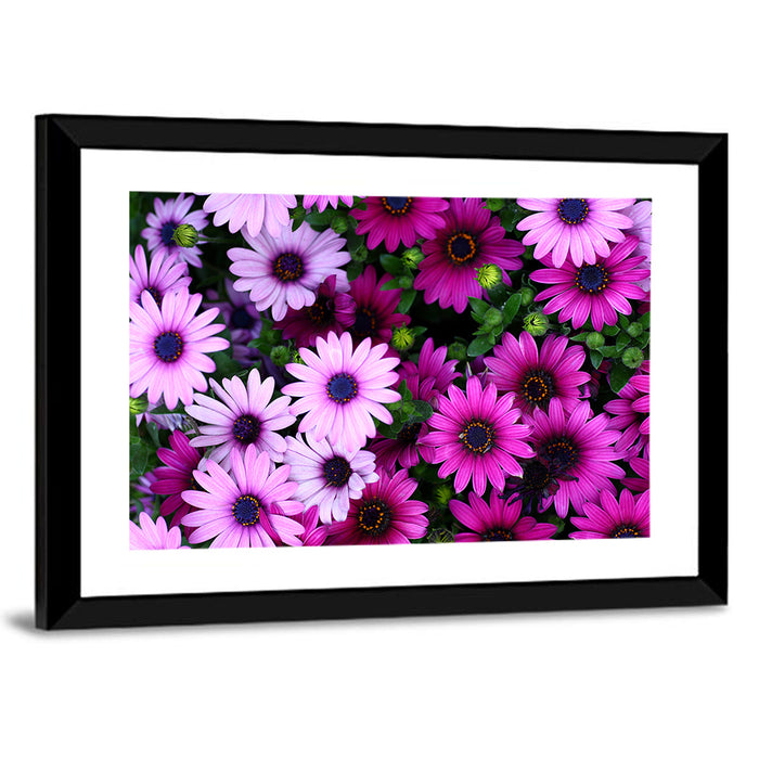 Pink and Purple Daisies Wall Art as a framed print