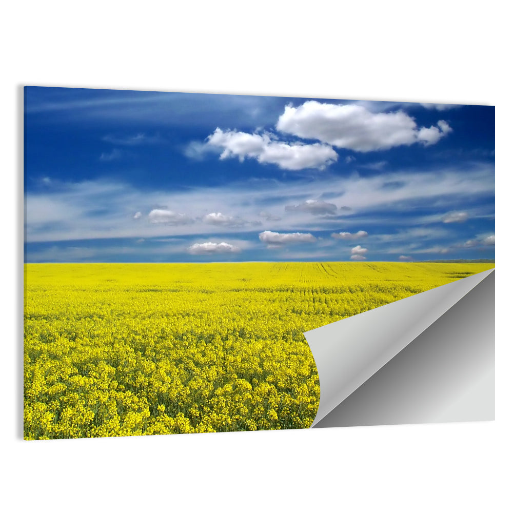 Sunlit Canola Field Wall Art