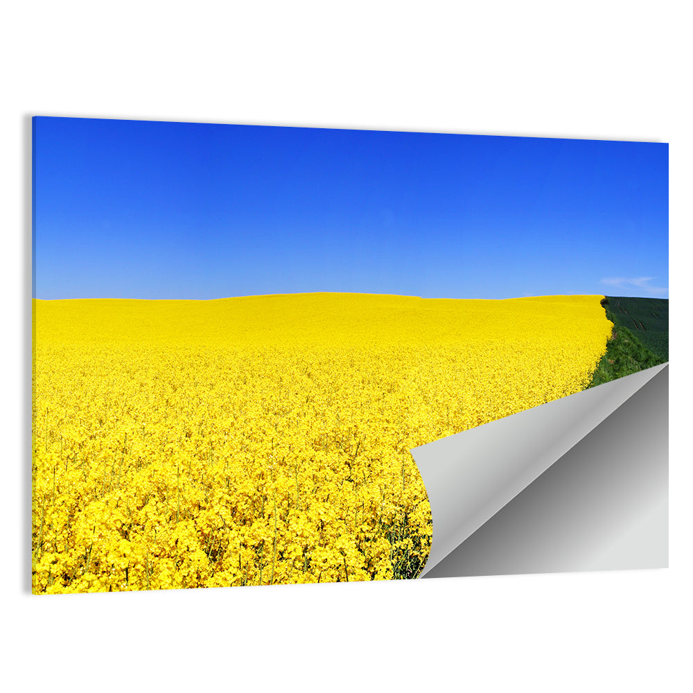 Sunlit Rapeseed Field Wall Art