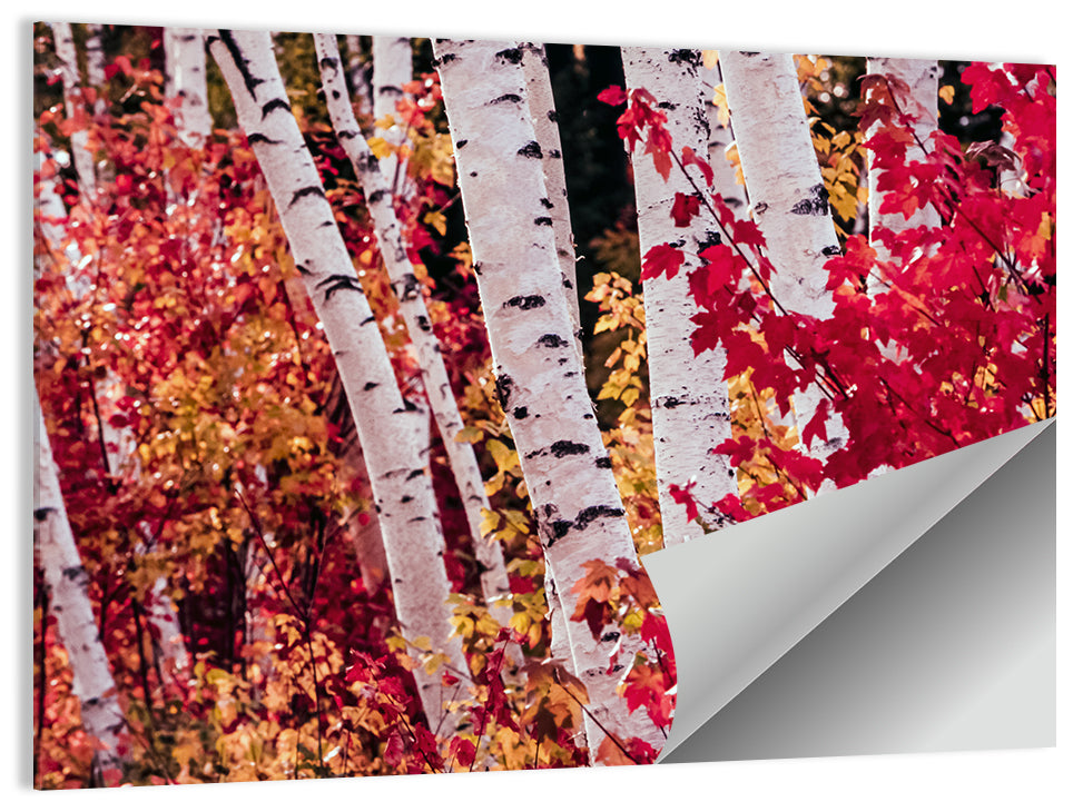 Autumn Birches with Crimson Maples Wall Art